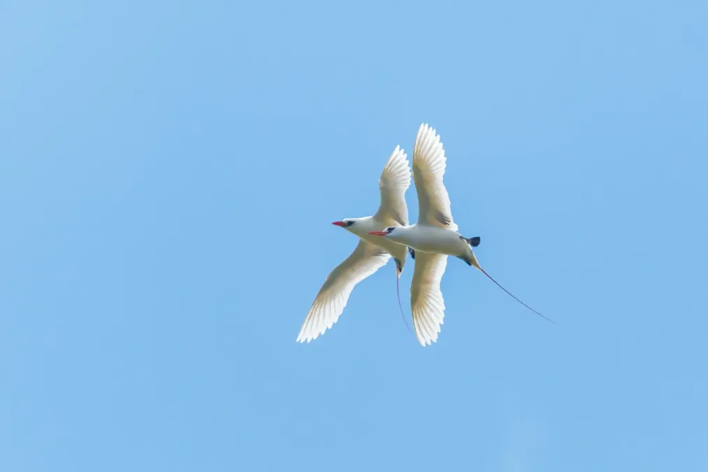 File:Phaethon rubricauda 5466858.jpg