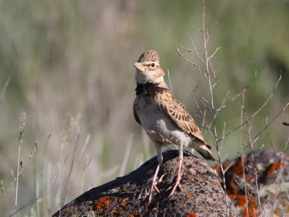 File:Melanocorypha bimaculata 81213505.jpg