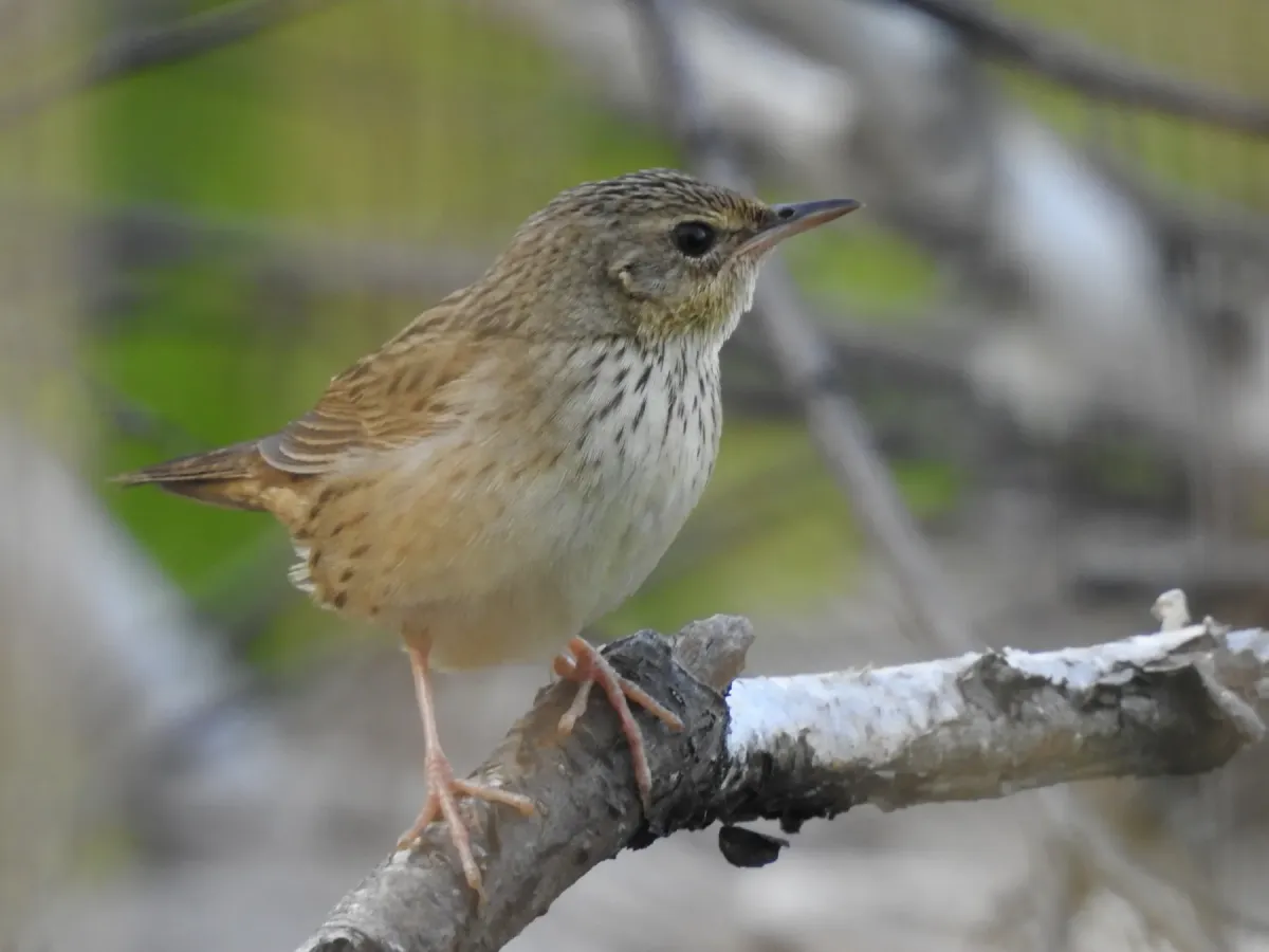 File:Locustella lanceolata 216747576.jpg