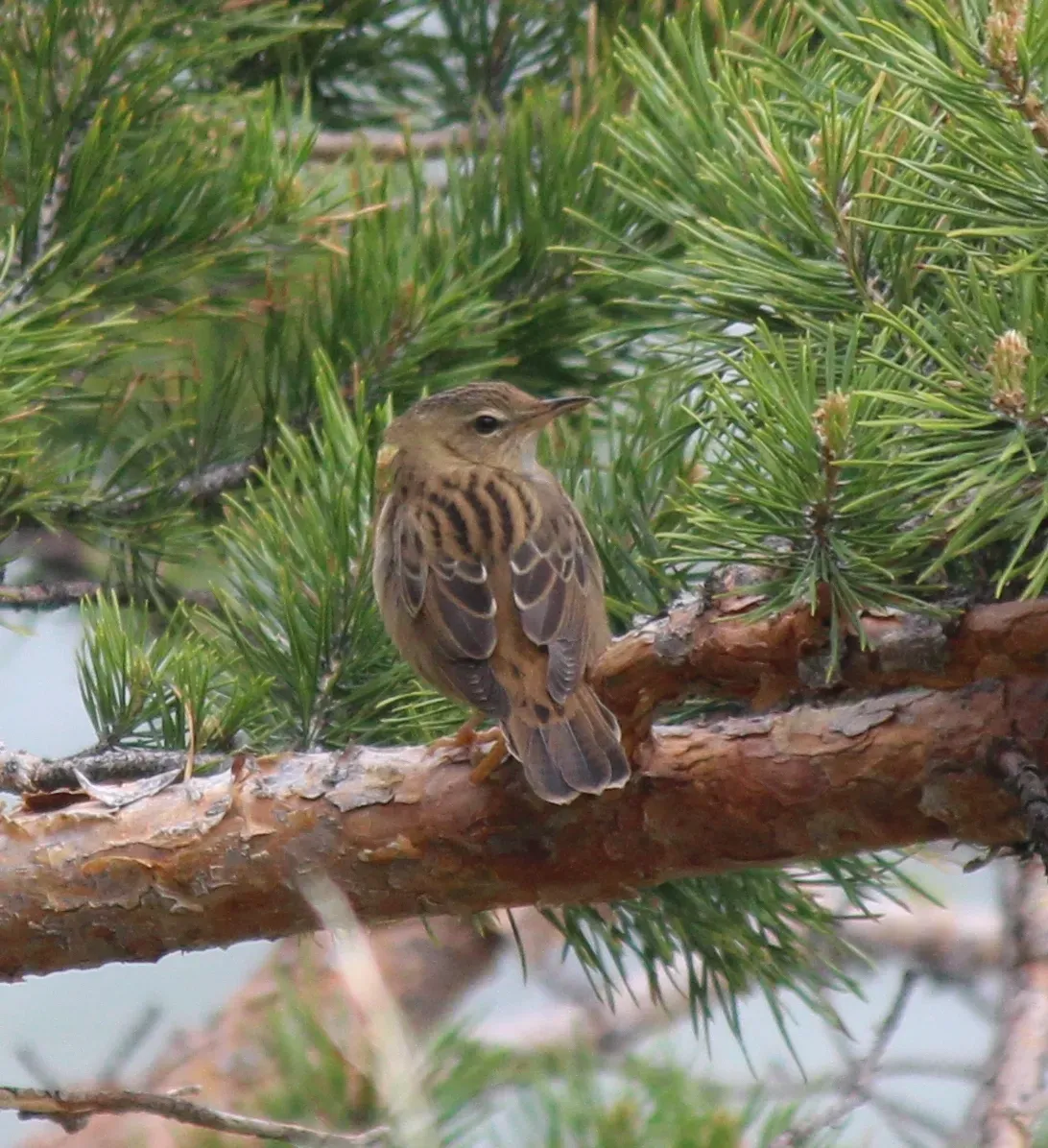 File:Locustella lanceolata 170965315.jpg