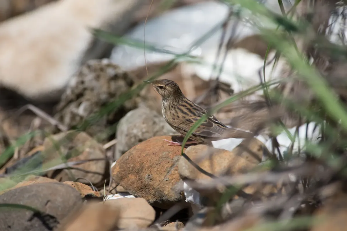 File:Locustella lanceolata 39196394.jpg