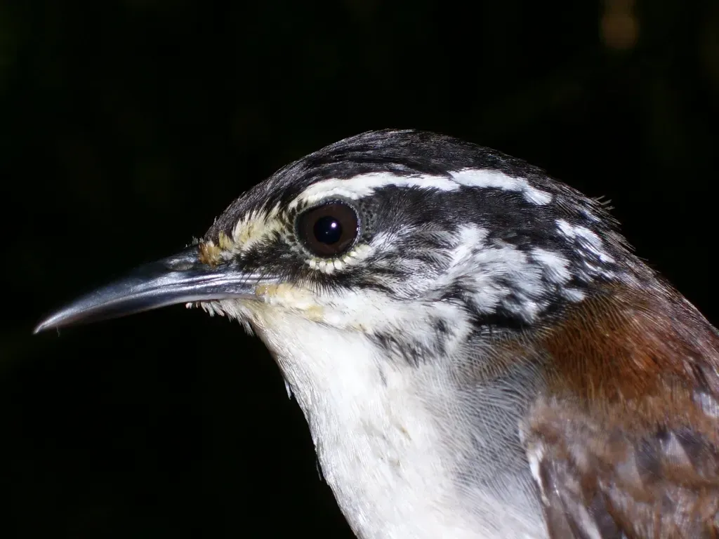 File:Henicorhina leucosticta 29327064.jpg