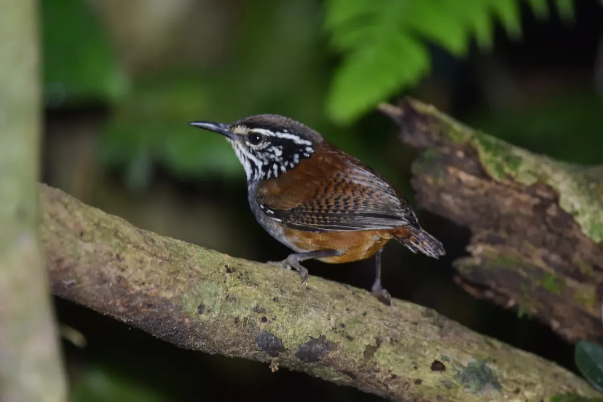 File:Henicorhina leucosticta 149012075.jpg