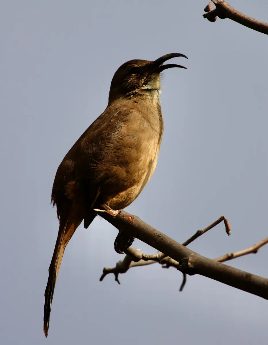 File:Toxostoma redivivum2.jpg