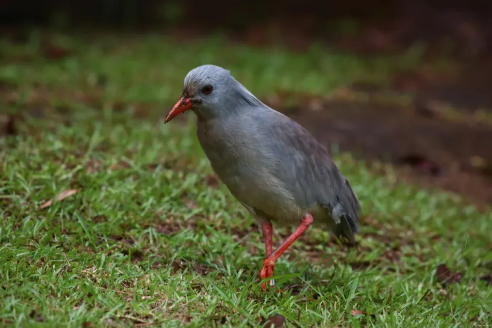 File:Rhynochetos jubatus 33484568.jpg