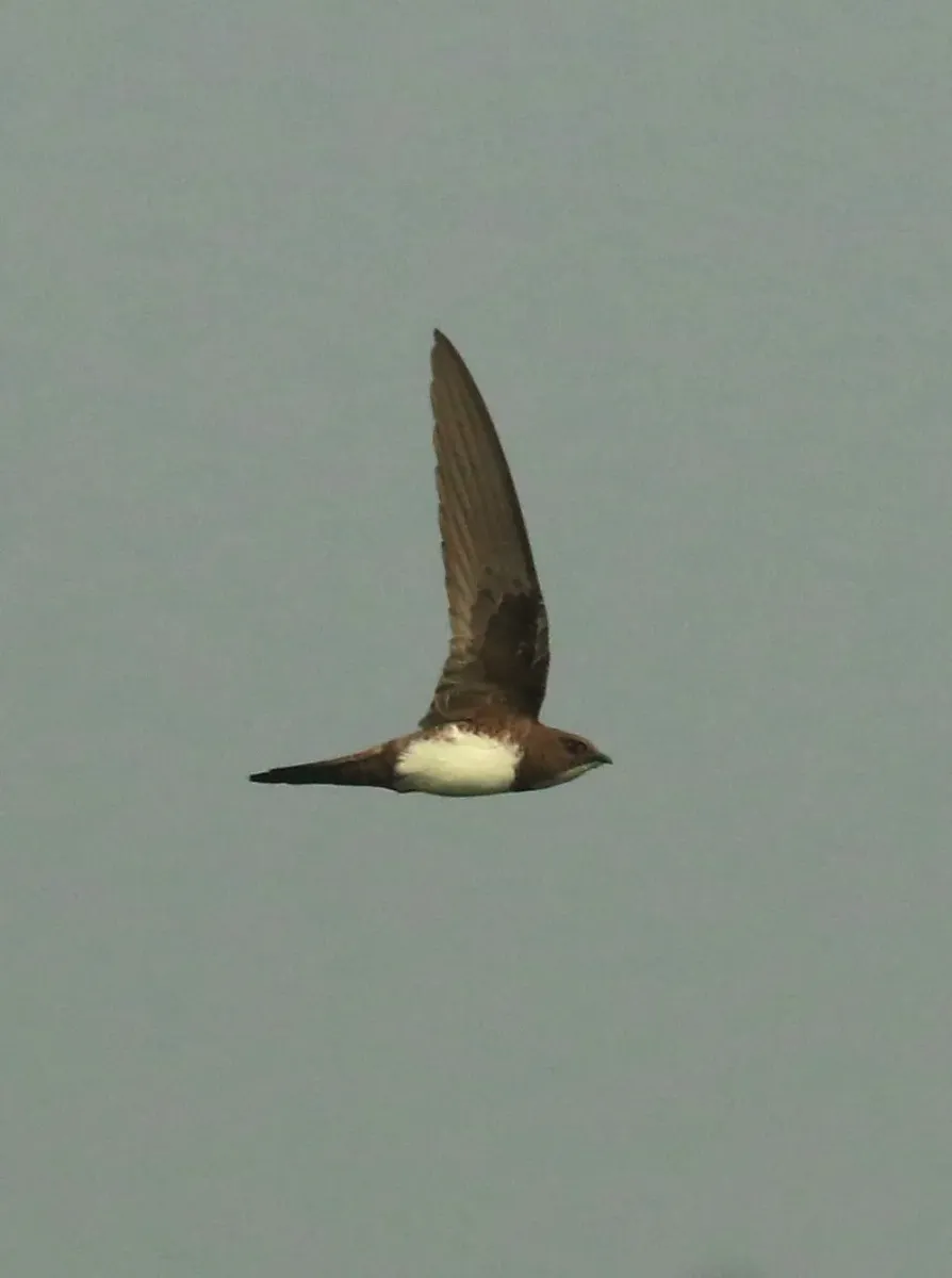 File:Alpine swift (Tachymarptis melba).jpg
