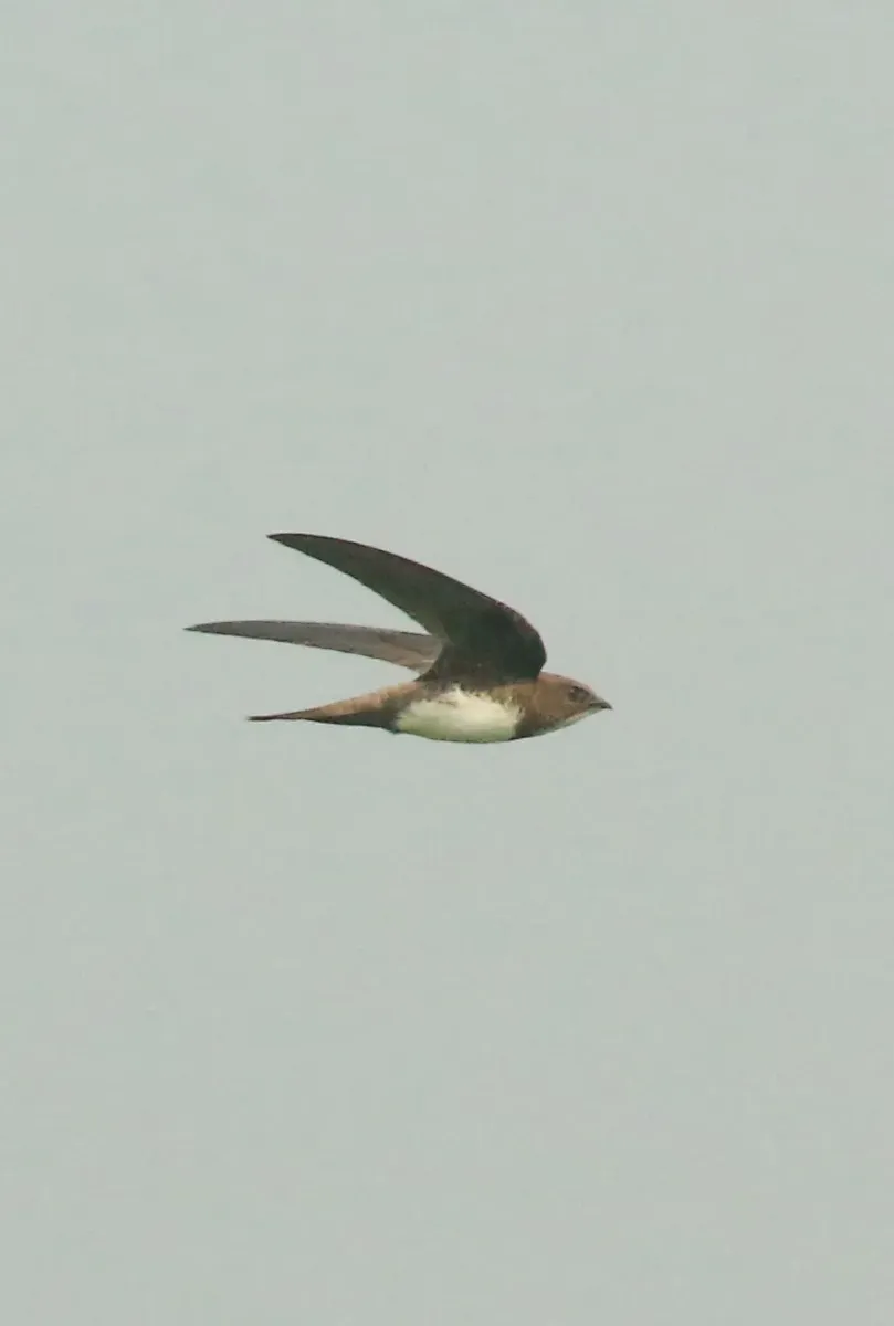 File:Alpine swift (Tachymarptis melba) flight.jpg