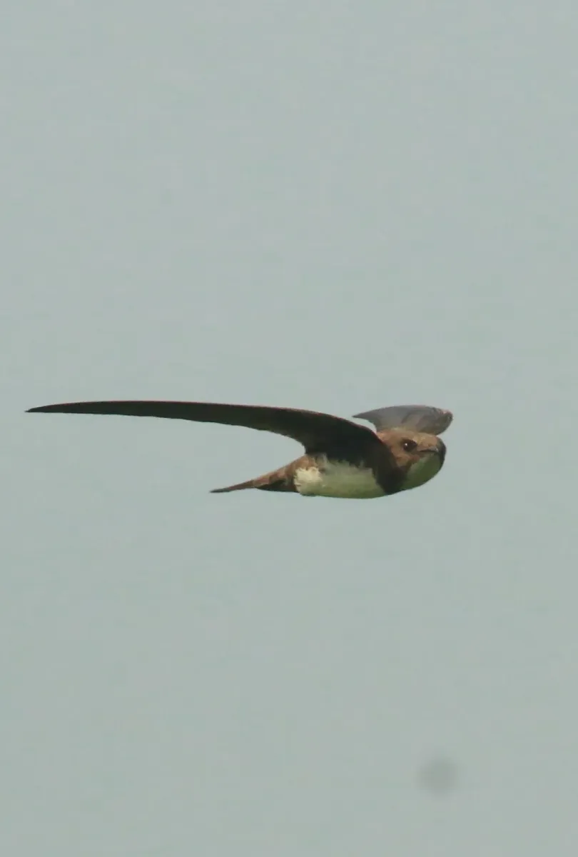 File:Alpine swift (Tachymarptis melba), flight.jpg