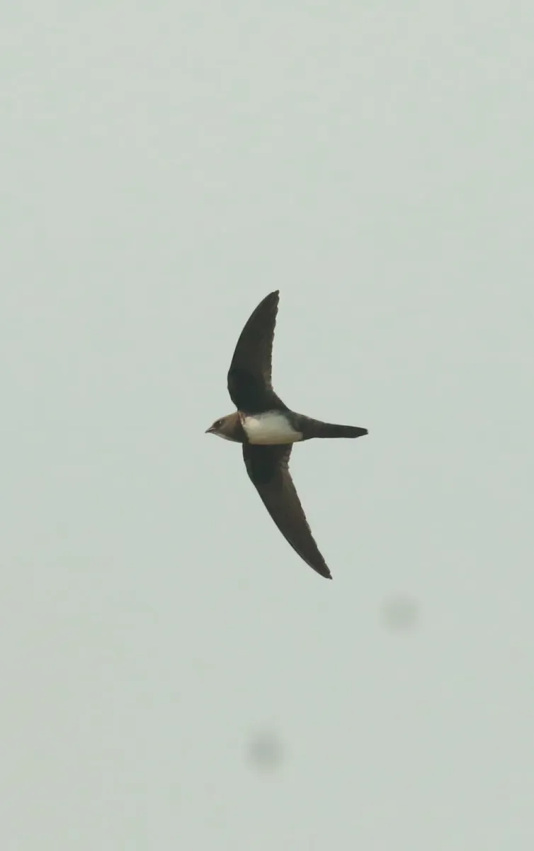 File:Alpine swift (Tachymarptis melba)-flight.jpg