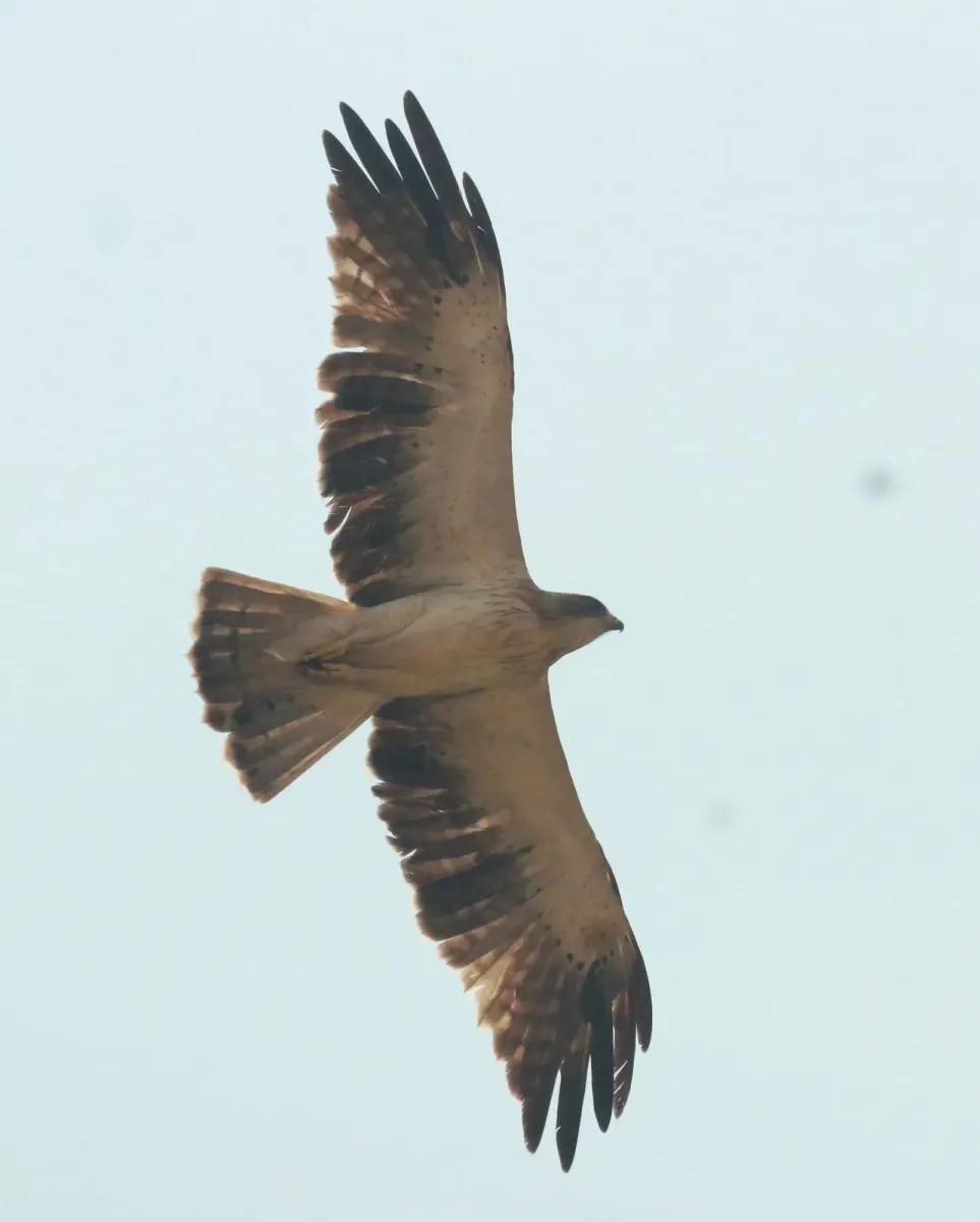 File:Booted eagle,Hieraaetus pennatus- flight.jpg