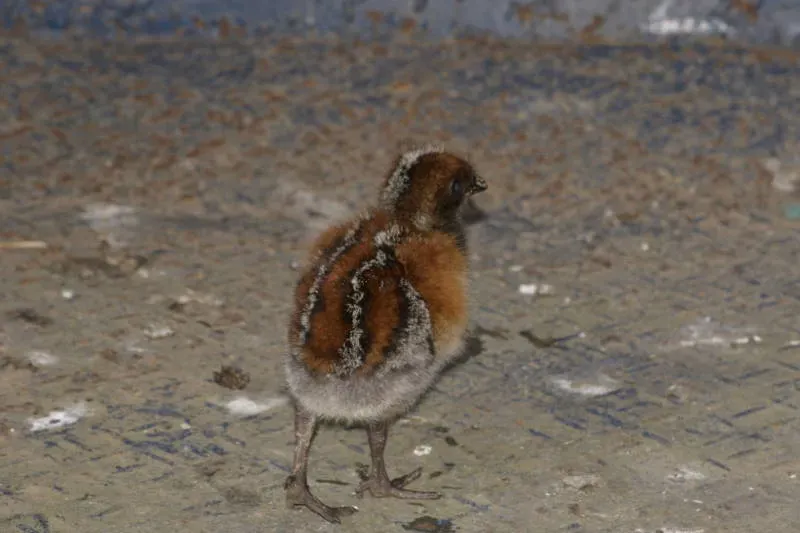 File:Psophia crepitans DT -Q Yasuní - Bloque 16- 1211 (1) (20683482660).jpg