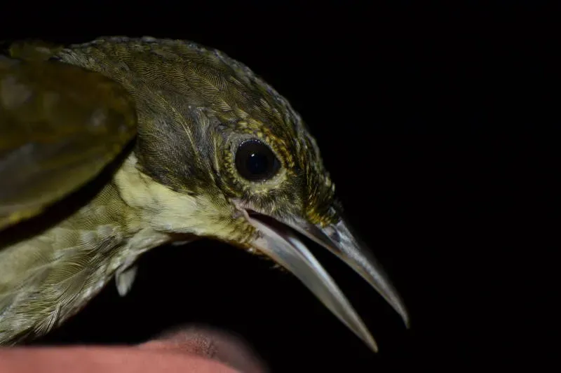 File:Automolus infuscatus DT-Q Juwa- (1) (20660263118).jpg