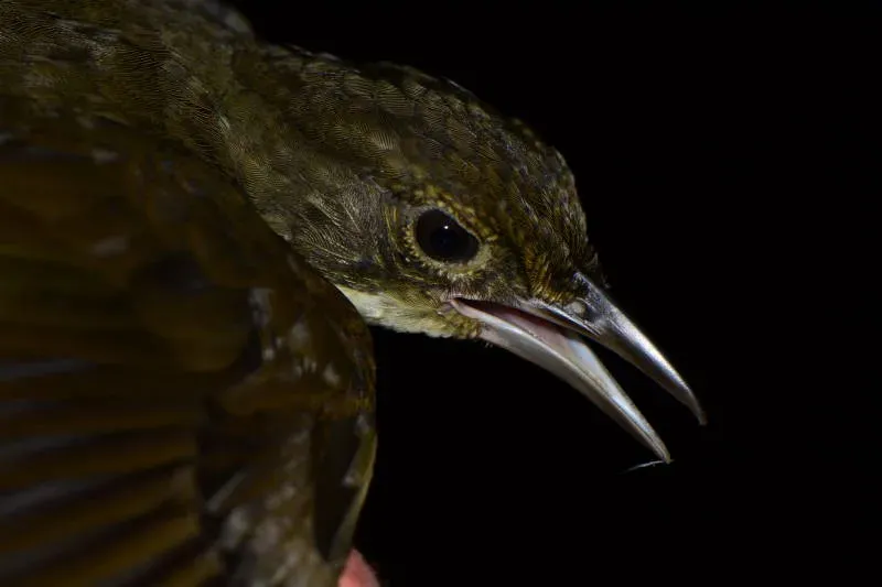 File:Automolus infuscatus DT-Q Juwa- (2) (20855402901).jpg