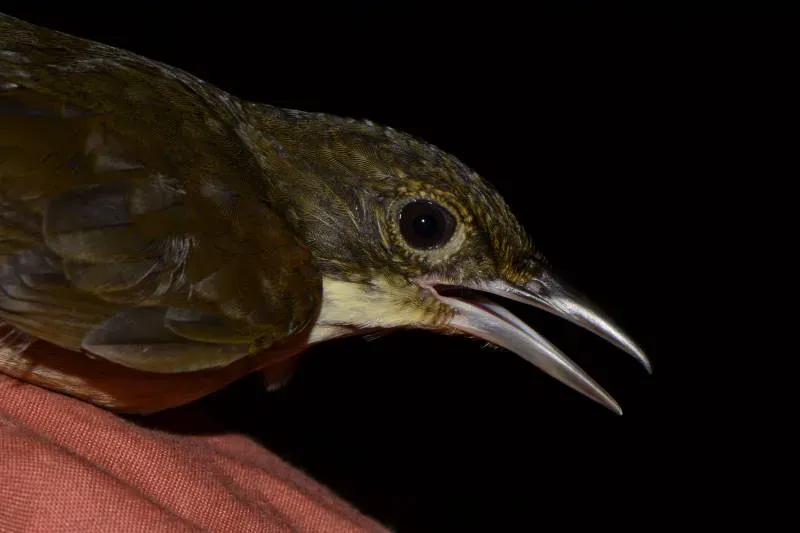 File:Automolus infuscatus DT-Q Juwa- (5) (20855401331).jpg