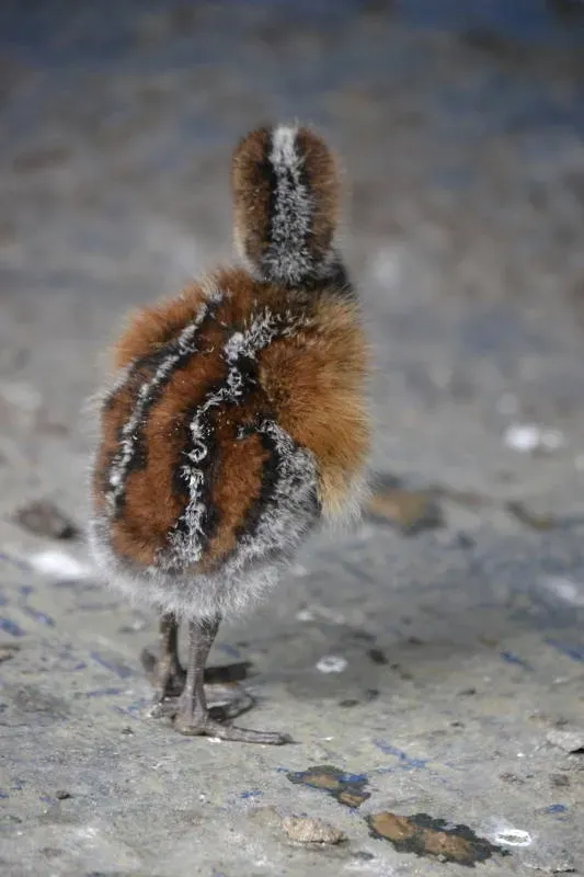 File:Psophia crepitans DT -Q Yasuní - Bloque 16- 1211 (4) (20684794079).jpg