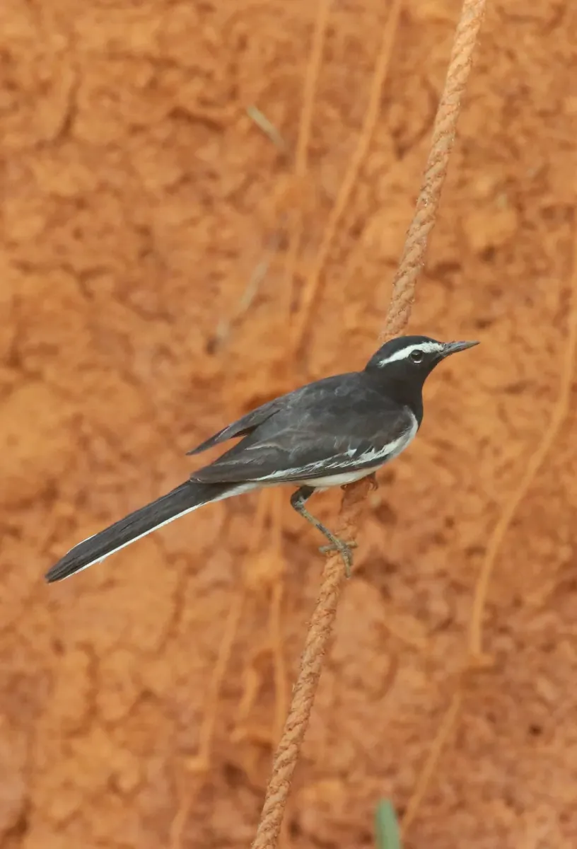 File:White-browed wagtail or large pied wagtail (Motacilla maderaspatensis) photo.jpg
