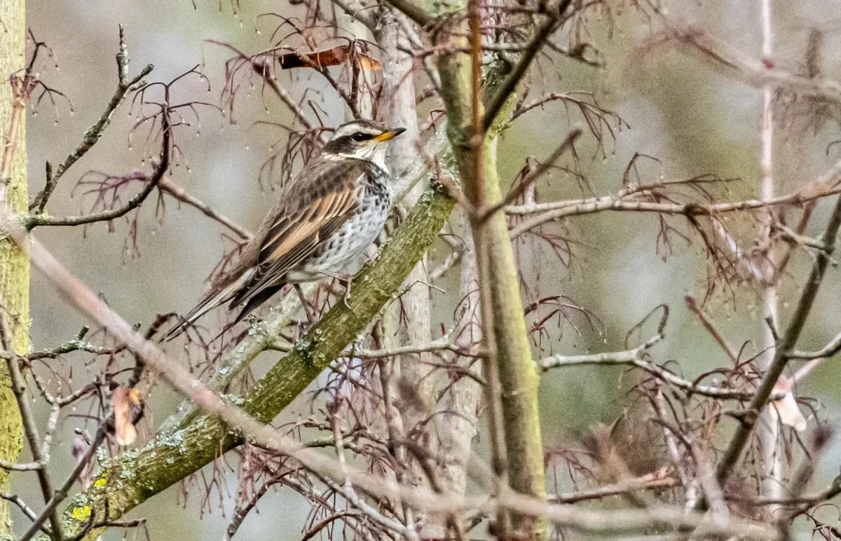 File:Dusky Thrush (Turdus eunomus) Berlin 2023 in tree.jpeg