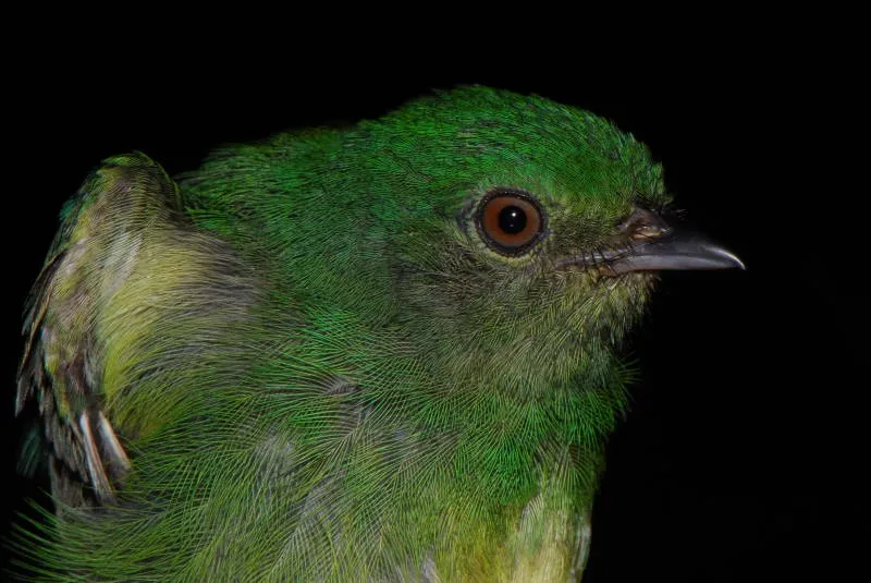 File:Lepidothrix coronata hembra DT -K BP Pañacocha- (2) (20670522540).jpg