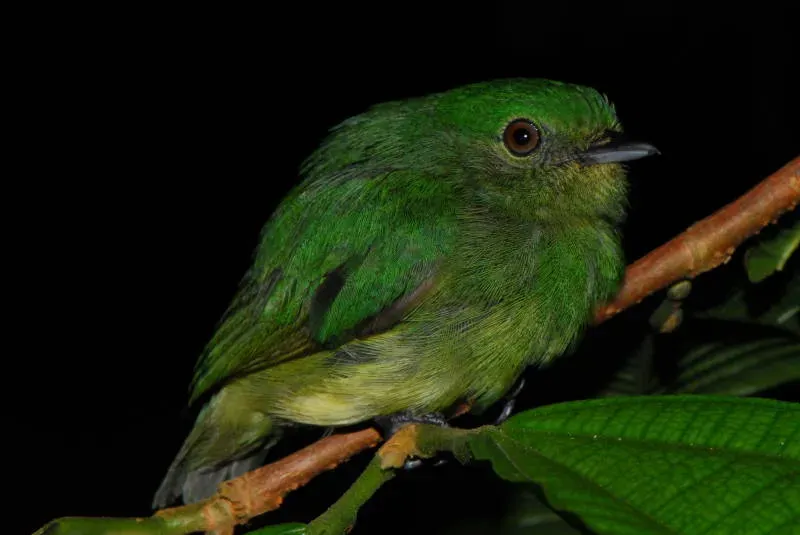 File:Lepidothrix coronata hembra DT -K BP Pañacocha- (6) (20237578533).jpg