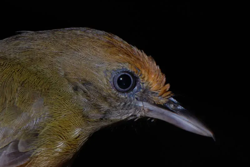 File:Thamnophilus schistaceus hembra DT -K Pañacocha- (7) (20931286365).jpg