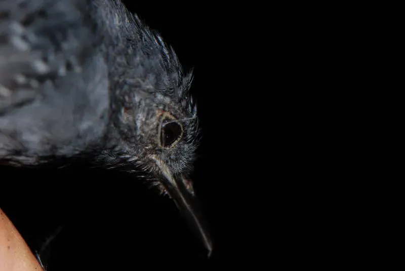 File:Thamnophilus schistaceus macho DT -K Pañacocha- (1) (20743276588).jpg