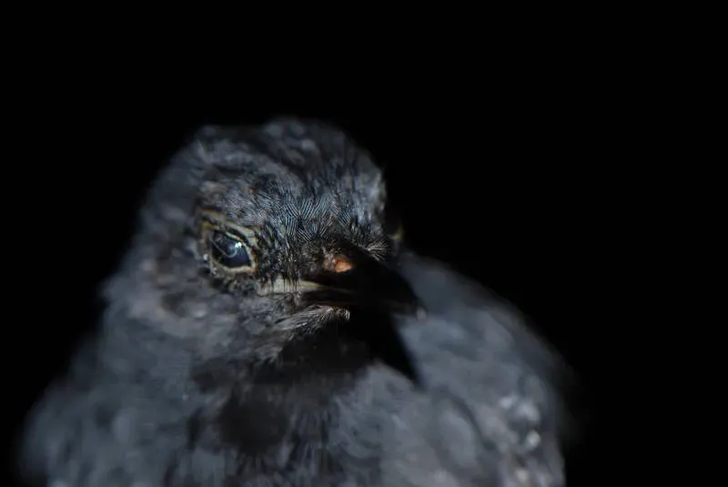 File:Thamnophilus schistaceus macho DT -K Pañacocha- (5) (20938656901).jpg