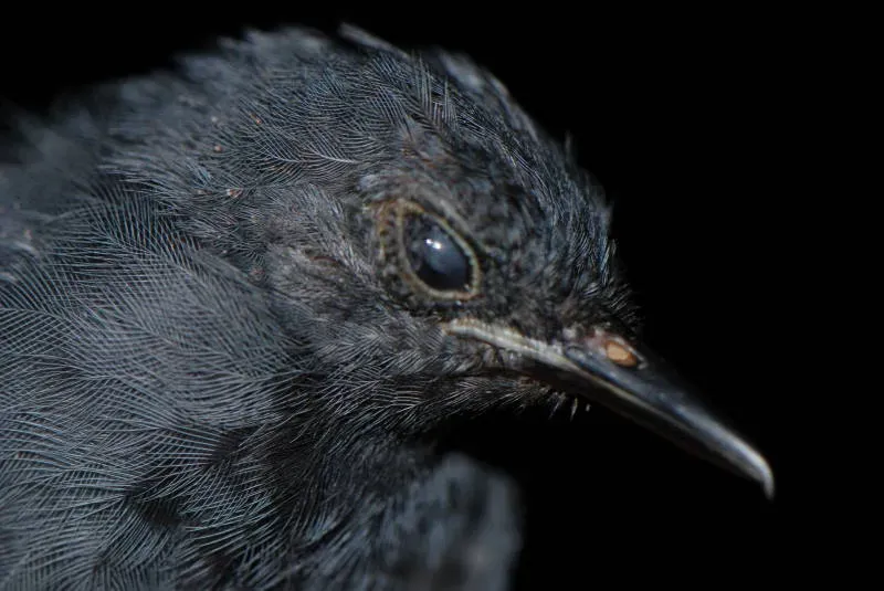 File:Thamnophilus schistaceus macho DT -K Pañacocha- (4) (20921546552).jpg