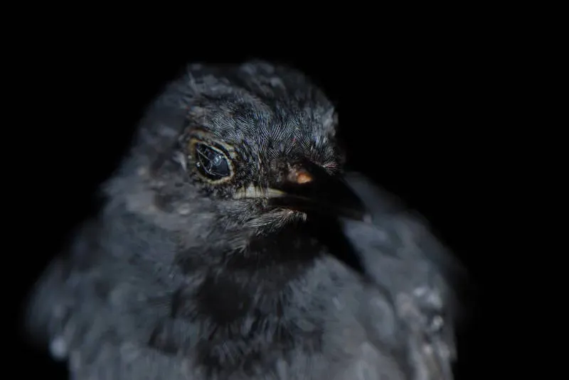 File:Thamnophilus schistaceus macho DT -K Pañacocha- (6) (20308687284).jpg