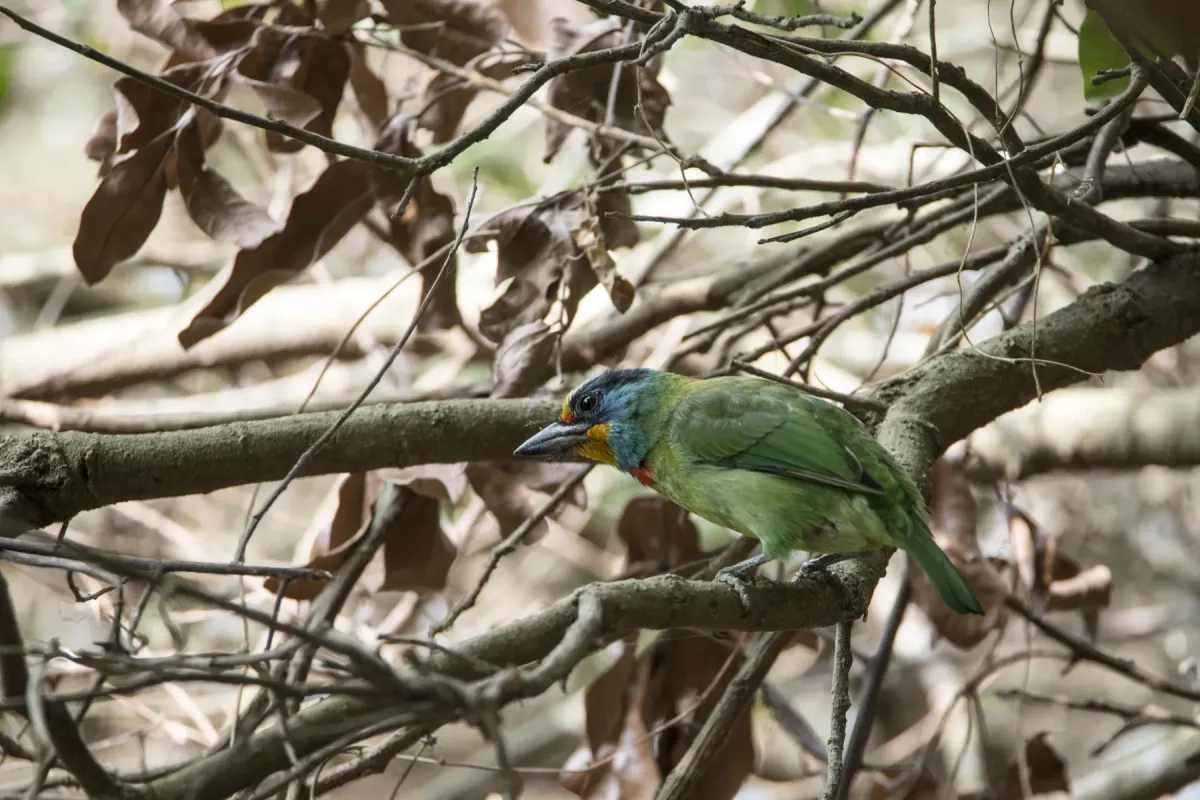 File:Psilopogon nuchalis at Dagang Mountain, Kaohsiung 2023-02-10.jpg