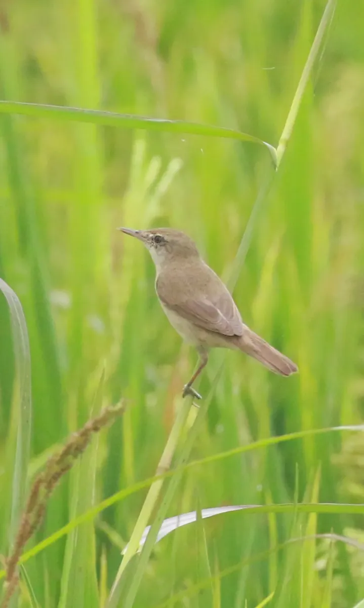 File:Blyth's reed warbler (Acrocephalus dumetorum),.jpg
