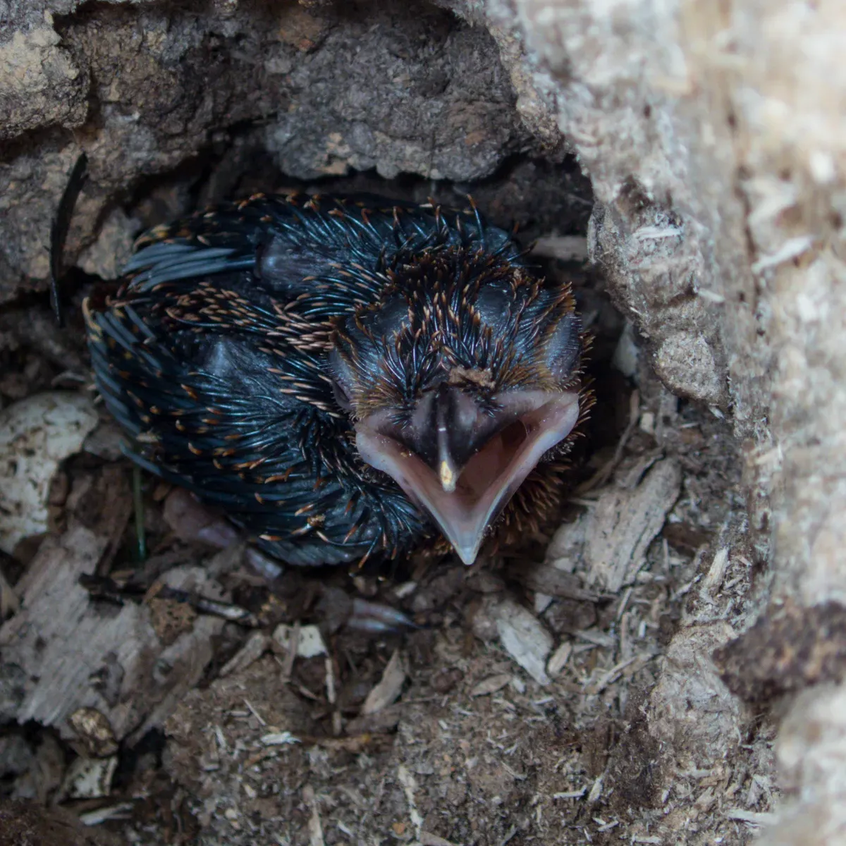 File:Harpactes erythrocephalus 101891719.jpg