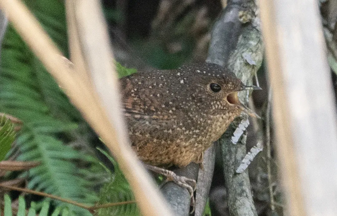File:Elachura formosa.jpg