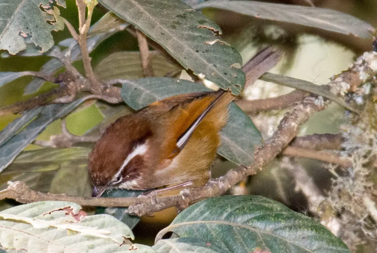 File:Fulvetta vinipectus 63645098.jpg