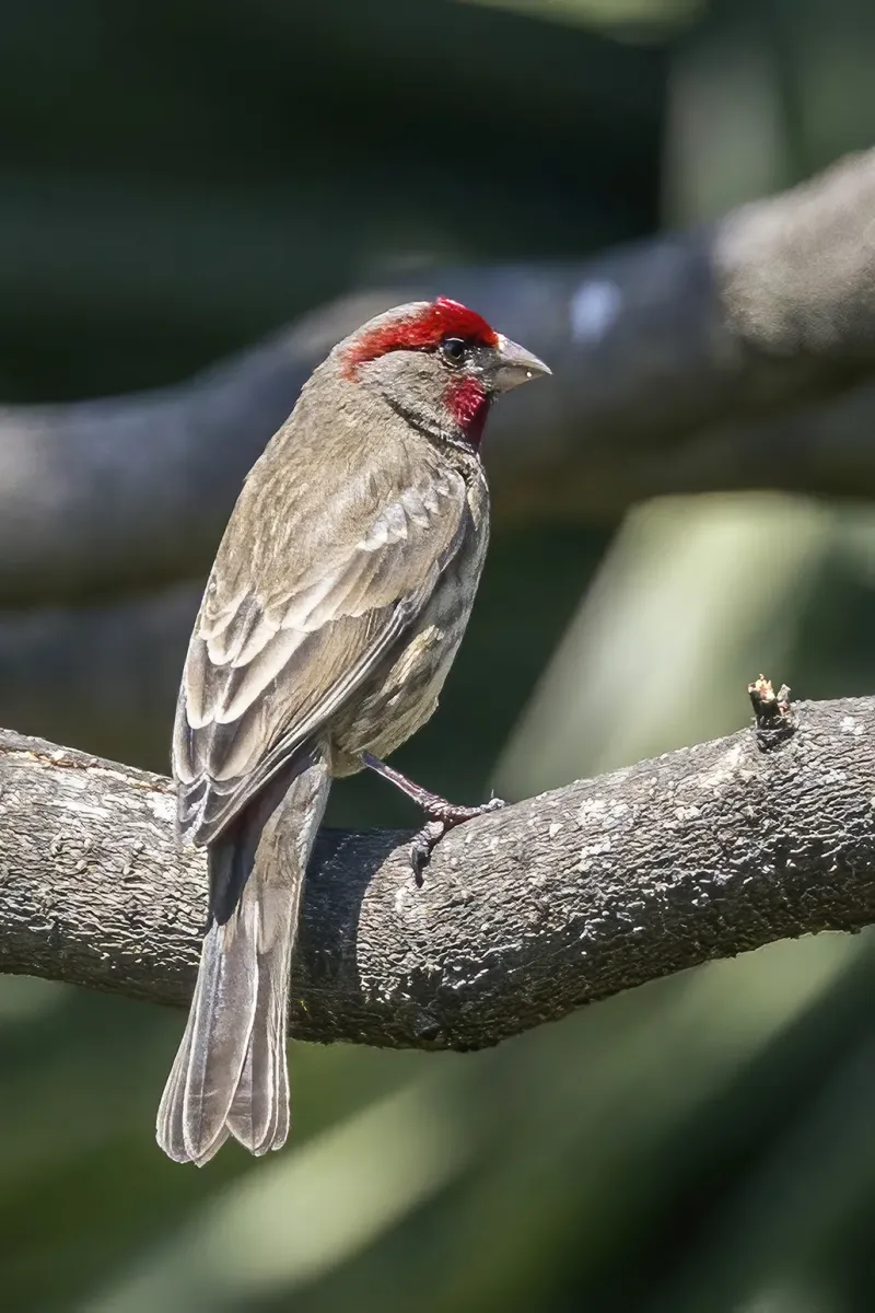 File:House finch (Haemorhous mexicanus mexicanus) male Lerma.jpg