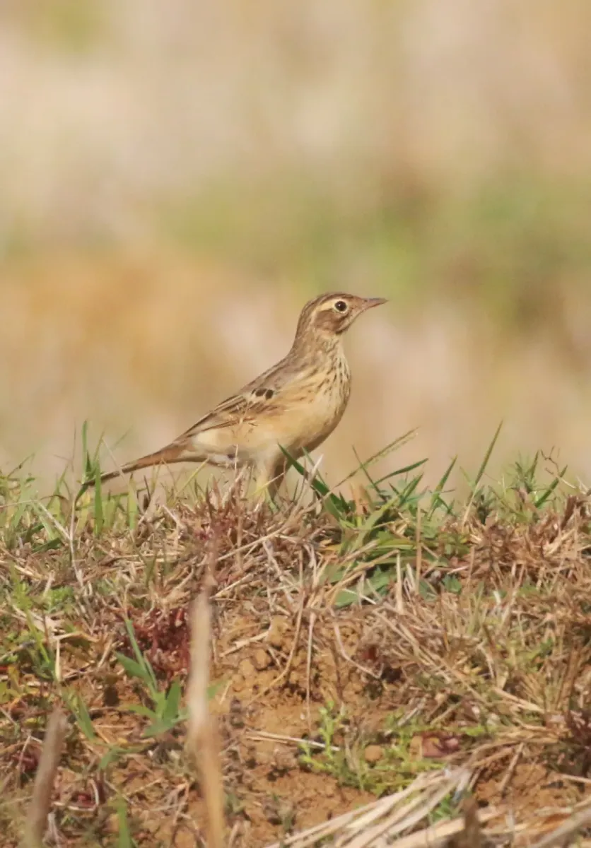 File:Blyth's pipit (Anthus godlewskii),.jpg