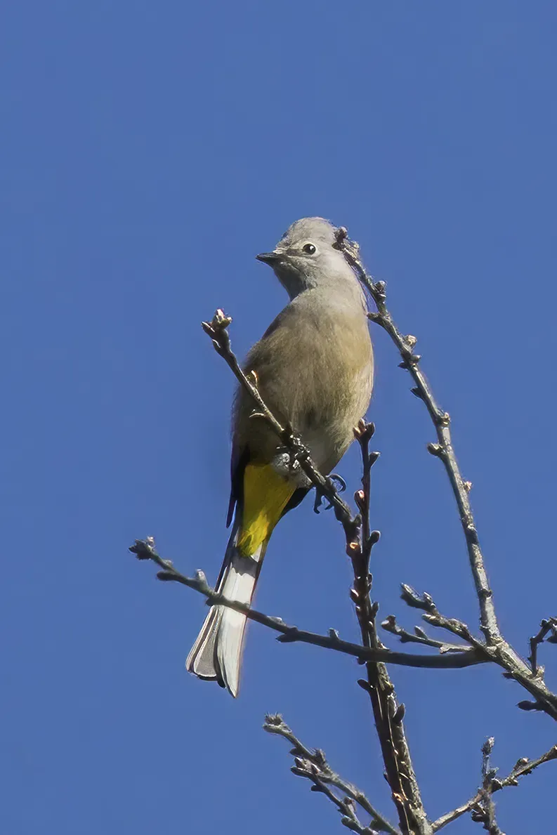 File:Grey silky-flycatcher (Ptiliogonys cinereus molybdophanes) Palopo.jpg