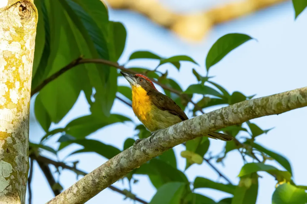 File:Capito aurovirens 247966810.jpg