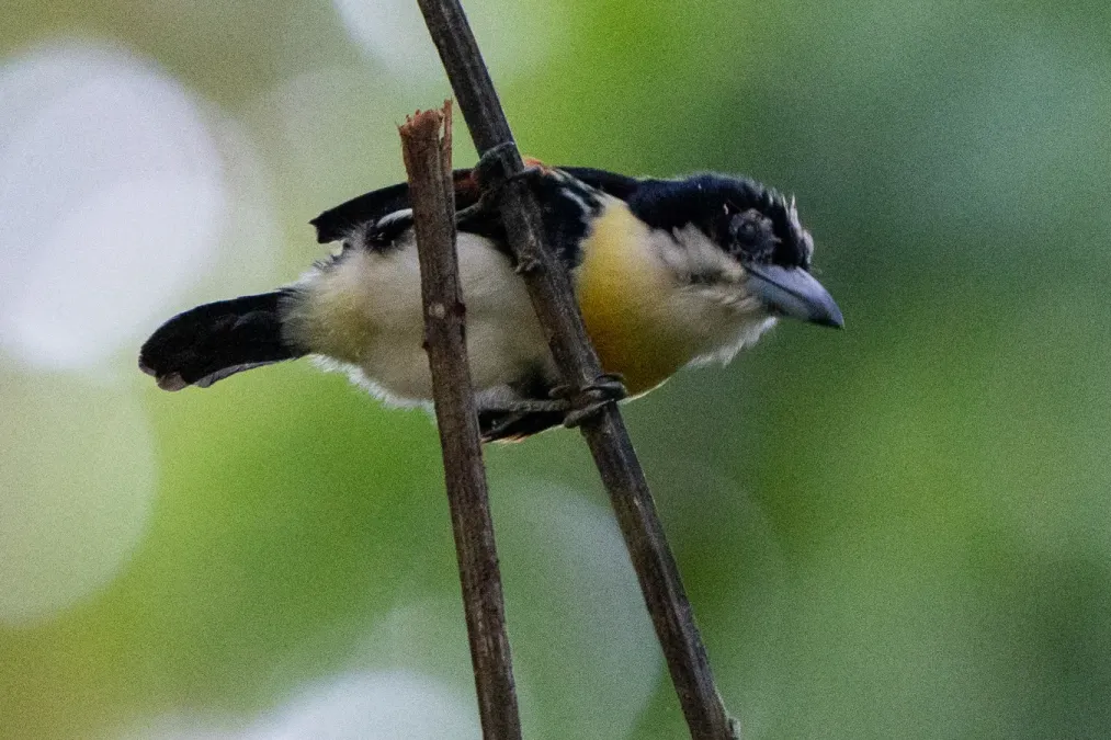 File:Capito maculicoronatus 241101163.jpg