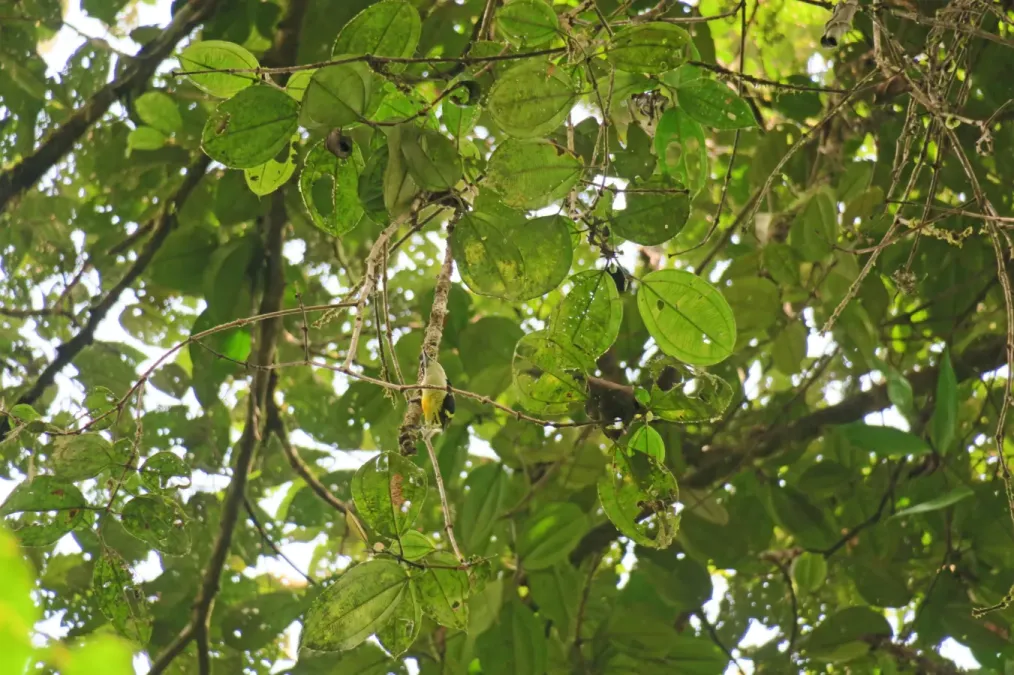 File:Capito quinticolor 104824415.jpg