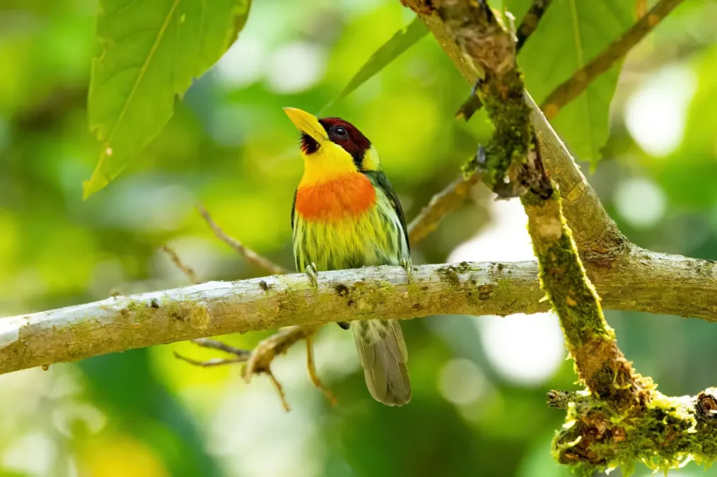 File:Eubucco richardsoni 229284388.jpg