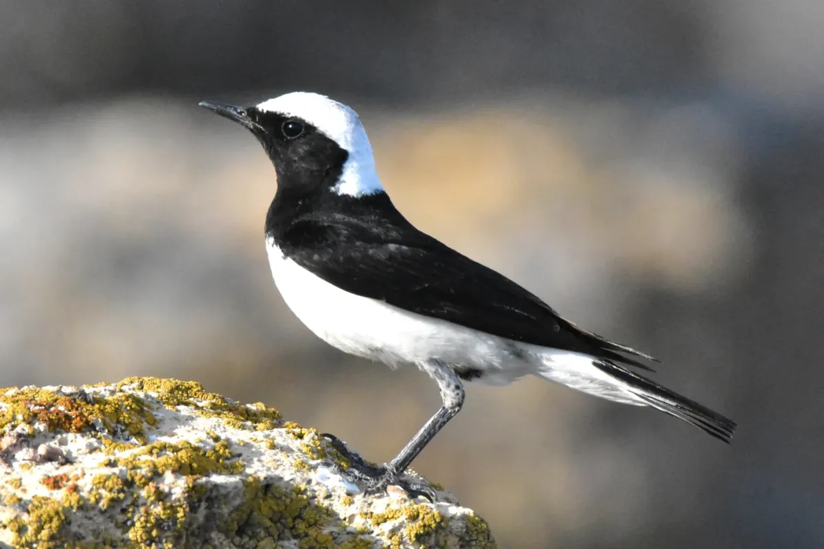 File:Oenanthe pleschanka 279373162.jpg