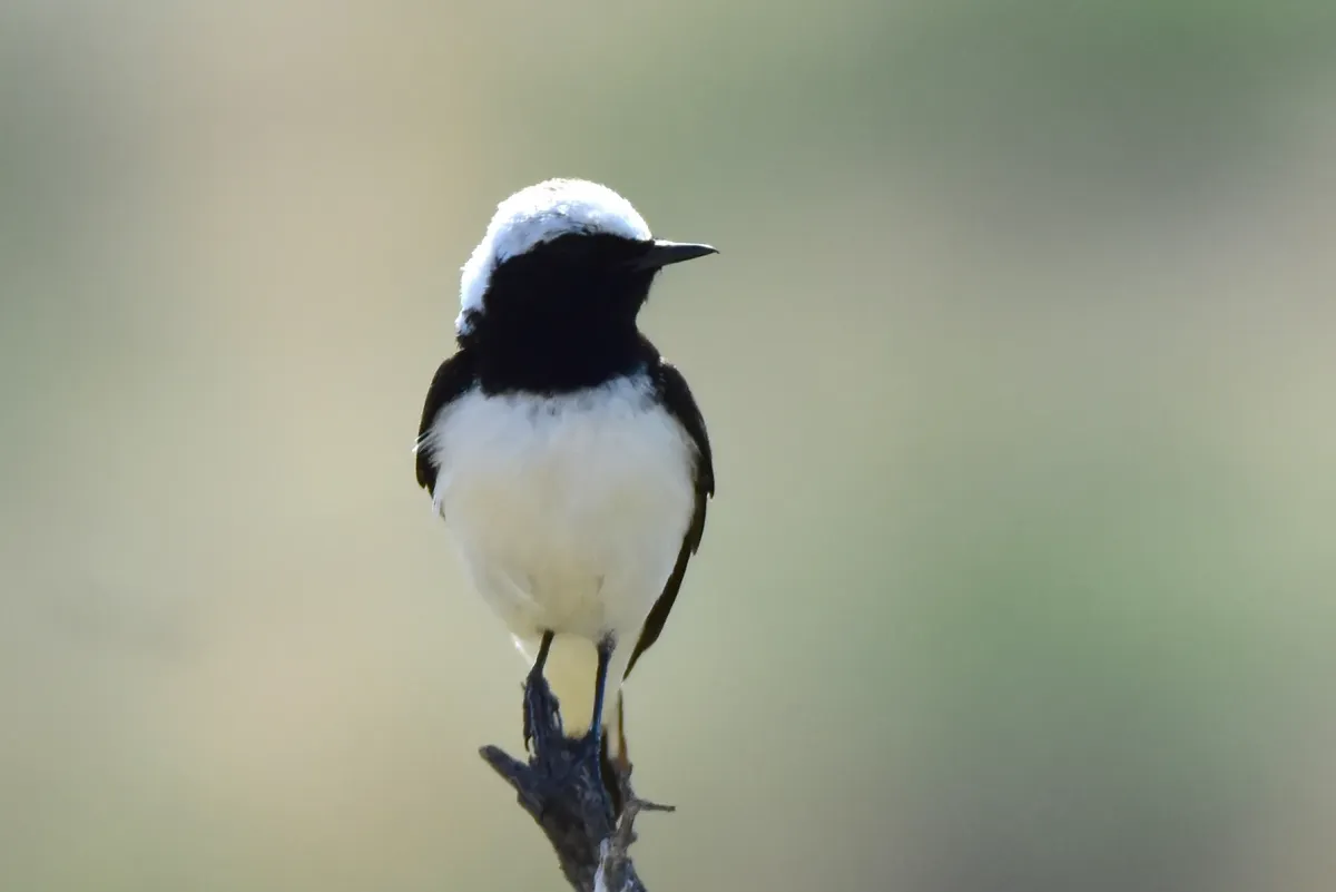 File:Oenanthe pleschanka 208424760.jpg