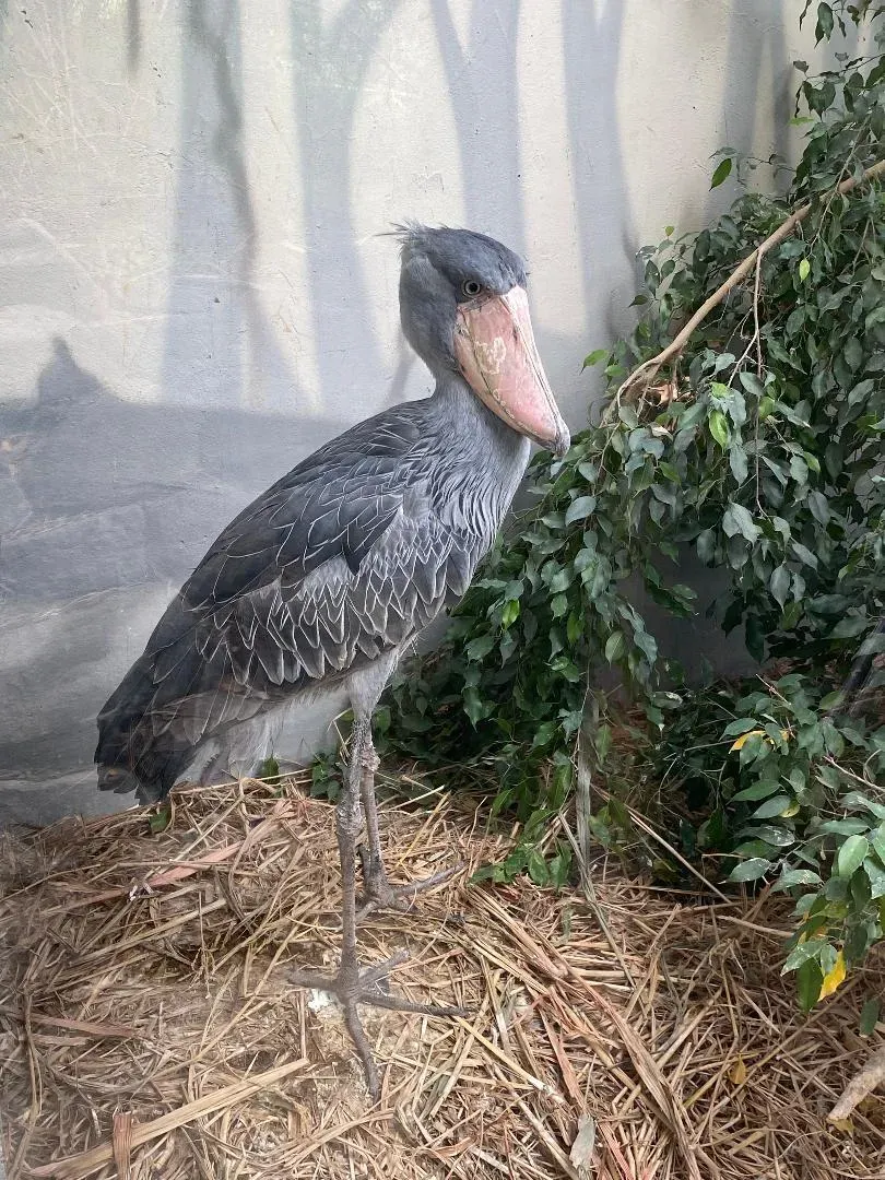 File:Shoebill - Balaeniceps rex.jpg
