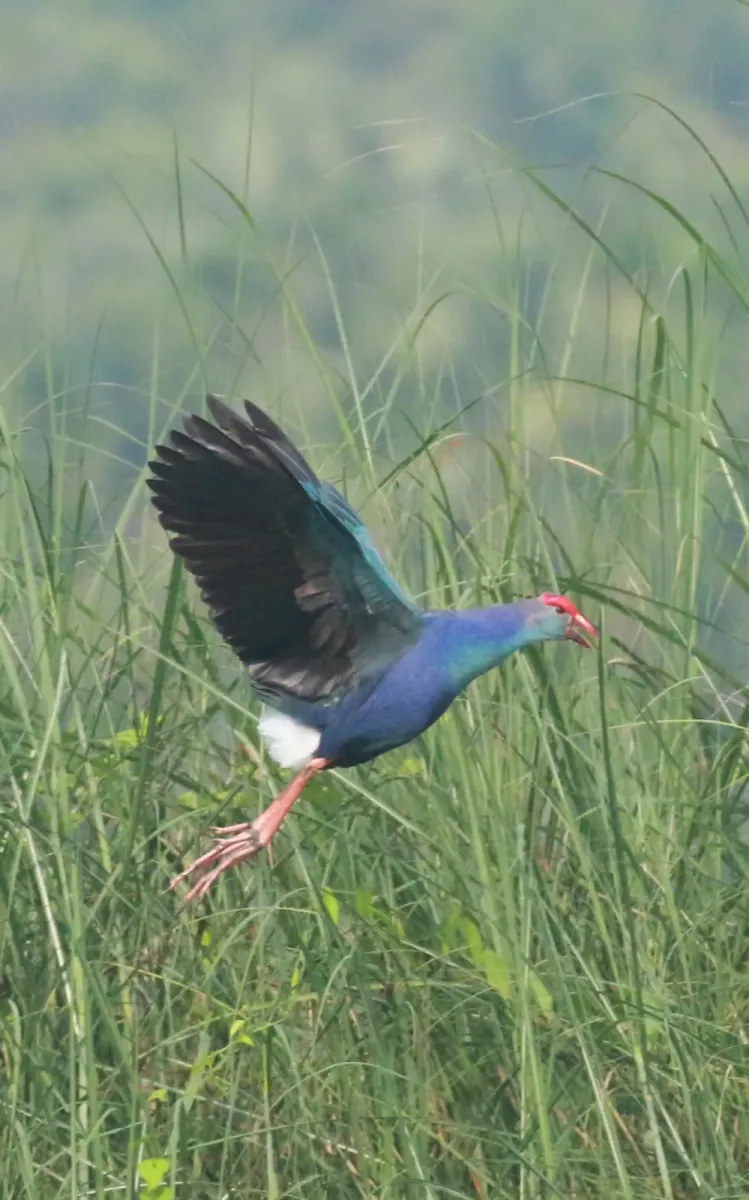 File:Grey-headed swamphen (Porphyrio poliocephalus)- flight.jpg