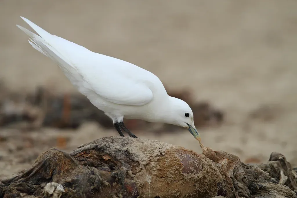 File:Adult Ivory Gull (Pagophila eburnea).jpg