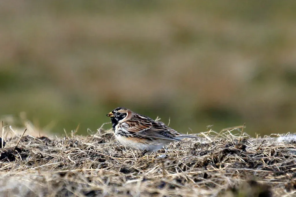 File:Lapland Bunting (Calcarius lapponicus), Inner Skaw - geograph.org.uk - 4925123.jpg