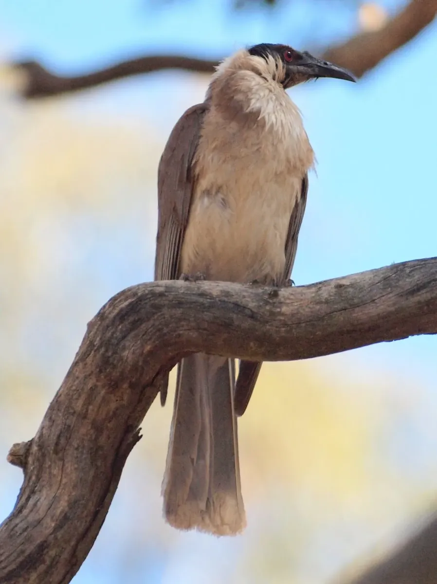 File:Philemon corniculatus -Canberra, Australia-8.jpg