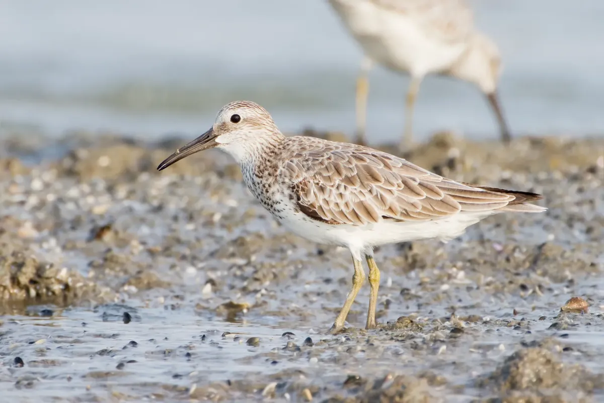 File:Calidris tenuirostris - Laem Phak Bia.jpg