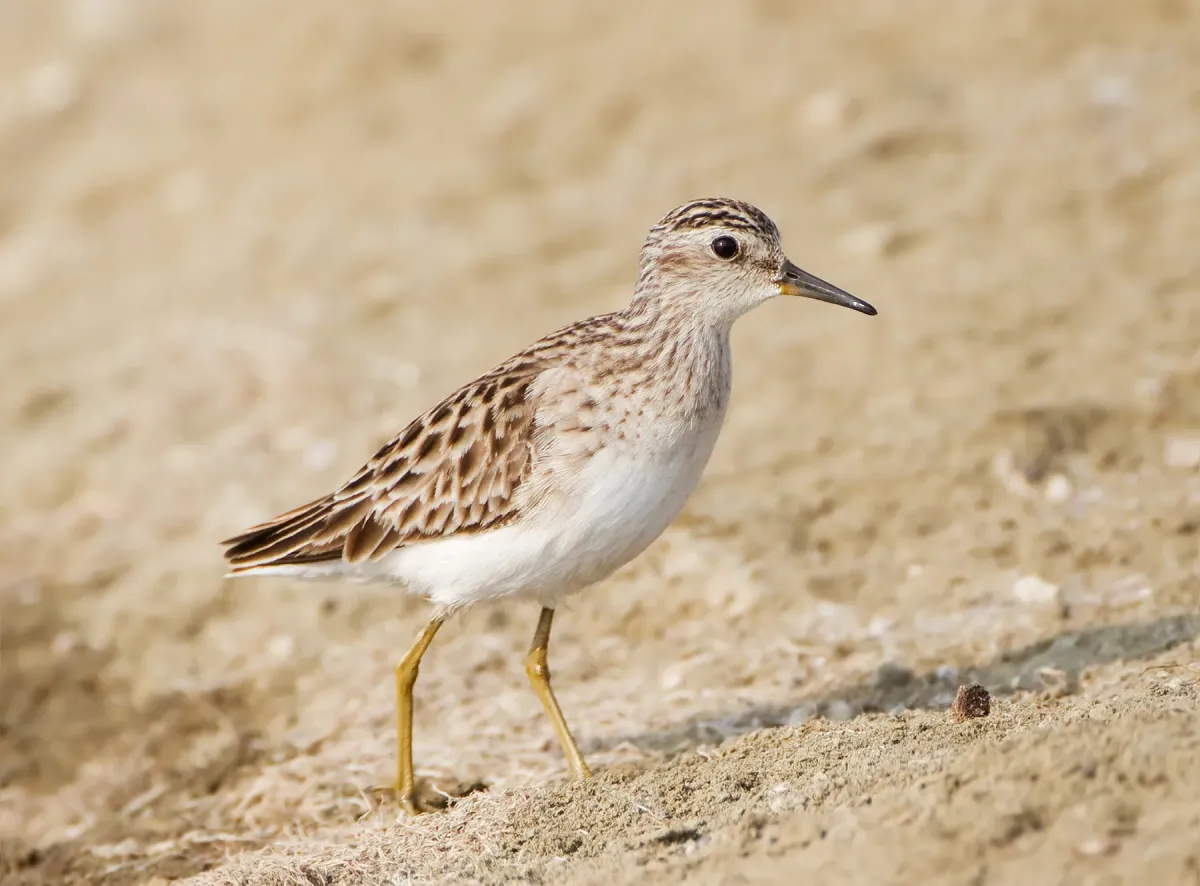 File:Calidris subminuta - Pak Thale.jpg
