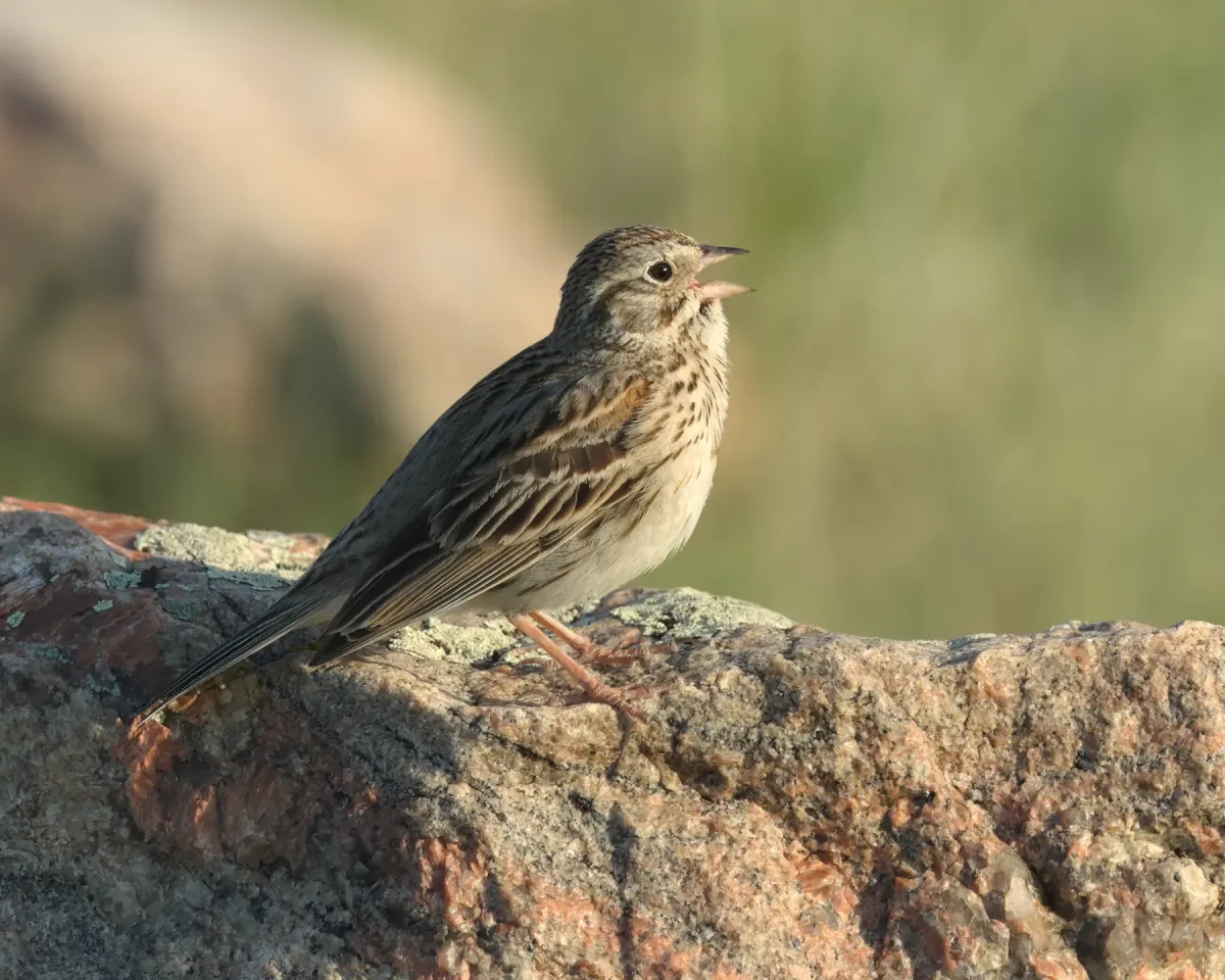 File:Pooecetes gramineus GNP 02.jpg